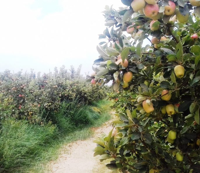 Excellente ferme 16 hectares à Marrakech