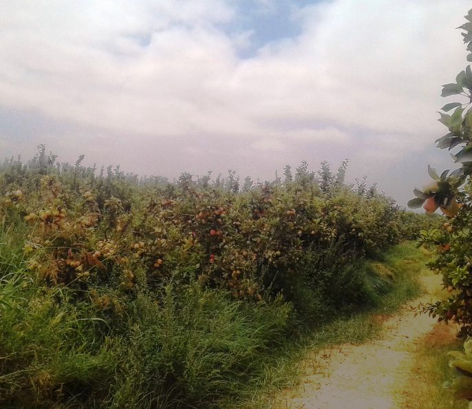 Excellente ferme 16 hectares à Marrakech