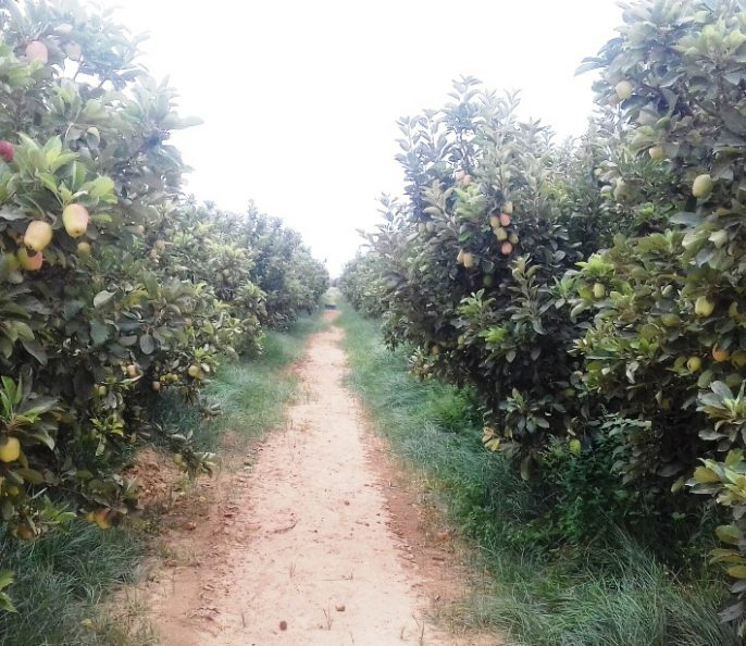 Excellente ferme 16 hectares à Marrakech