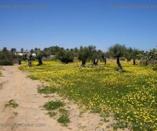 Un beau terrain a djerba midoune