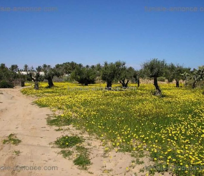 Un beau terrain a djerba midoune